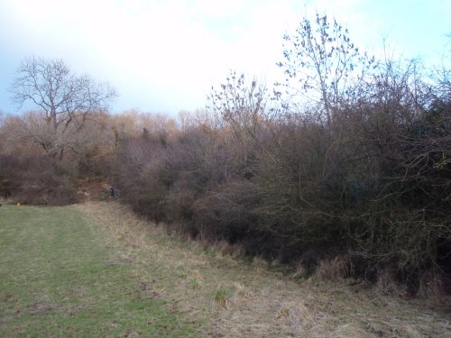 Start of hedge being laid